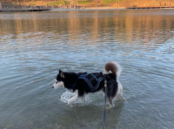 Ставропольцы возмущены купанием собаки в Комсомольском озере