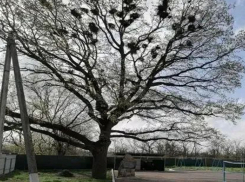 Трехсотлетний дуб из ставропольского села претендовал на звание «Российское дерево года-2025»