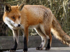 22 случая бешенства зафиксировано в крае