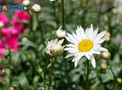 Аномальное тепло в феврале: на Ставрополье температура поднялась до +22 градусов 