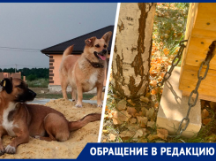 «Сам гавкает на собак»: на Ставрополье горожане воюют и из-за уличных животных