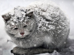 Депутатов Ставрополья попросили открыть подвалы для бездомных животных