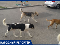 Стаи бродячих собак напугали жителей 204 квартала в Ставрополе 