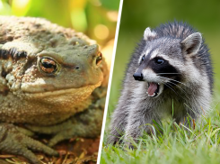 Кавказская жаба и енот-полоскун борются за территории на Ставрополье