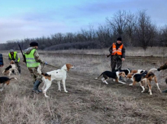 Шакалы продолжают досаждать жителям ставропольских сел 