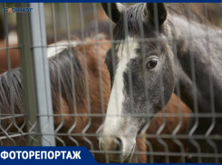 Пасущиеся скакуны и склады с овсом: появились кадры со скандального конезавода на Ставрополье