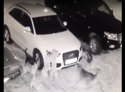 Окружившая автомобиль стая бродячих собак в Железноводске попала на видео