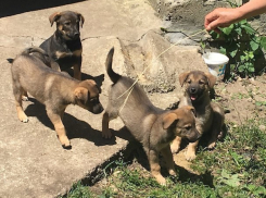 Спасти «Лучшего друга» смогли жители Ставрополья за три дня