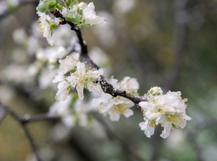Гибелью ранних почек угрожают ночные заморозки на Ставрополье