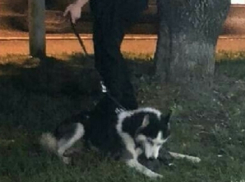 Собака грызла котенка на глазах у прохожих на Ставрополье