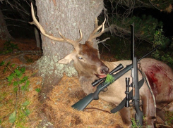 Браконьер из Ессентуков истреблял благородных оленей на территории КЧР
