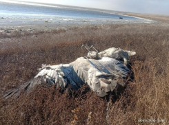 Трупы краснокнижных журавлей утилизировали в Петровском округе Ставрополья