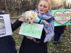 Ставропольские чиновники уверены в отсутствии проблемы жестокого обращения с животными в крае 
