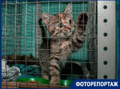 «Блокнот Ставрополь» в гостях у приюта «Лучший друг»: часть 2