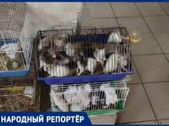 «Сжирают друг друга от тесноты»: ставропольчанка показала, в каких условиях находятся животные на зоорынке 