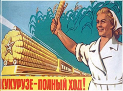 «Кукуруза — царица полей»: чем заделывают дороги на Ставрополье
