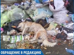 На несанкционированной свалке в центре Михайловска неизвестные оставили тело мертвой собаки