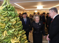 Ставрополье меняет пшеницу на бананы? Первый урожай российских тропиков ждут в 2027 году