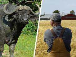 Буйволы важнее аграриев: власти Ставрополья не помогут сельскохозяйственному колледжу сохранить земли