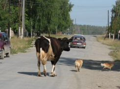 На Ставрополье «Опель» врезался в корову: двое находятся в больнице