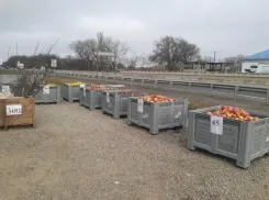 ​​Более 217 миллионов рублей минсельхоз Ставропольского края пытается взыскать с производителя фруктов