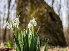 В Ставрополе в понедельник будет по-весеннему тепло