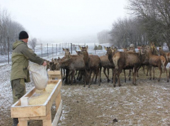На Ставрополье открылась туристическая оленья ферма