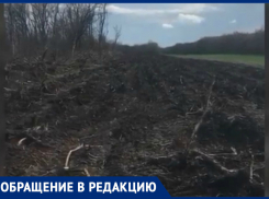Ставропольцы недовольны массовой вырубкой деревьев