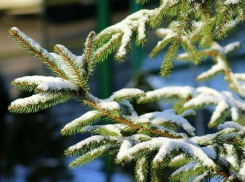 Первую партию новогодних и рождественских елей отправили на Ставрополье