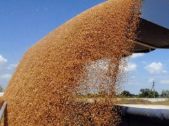 Директор фирмы Ставрополья за мошенничество с зерном может сесть в тюрьму на 10 лет