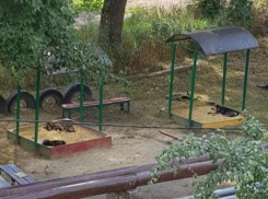 Бездомные собаки в песочнице испугали жителей Ставрополя