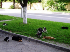 Опасные стаи бродячих собак в Ессентуках и бездействие городских властей заинтересовали прокуратуру