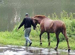 Ловкого конокрада задержали на Ставрополье полицейские