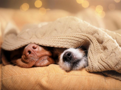 В Ставропольском крае сохраняются заморозки