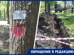 Появились подозрительные отметки: вырубки еще 120 деревьев в Дубовой роще опасаются жители Ставрополя