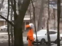 Веселая, необычная, большая и, по всей видимости, счастливая птица гуляет по Ставрополю