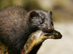 Кавказская европейская норка под угрозой исчезновения на Ставрополье