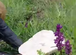 Грибы-гиганты попались на Ставрополье после обильных дождей: видео