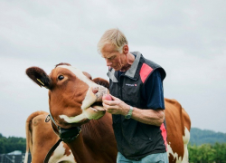 «Ставка на коров»: серьезно нарастить производство молока намерены в Ставропольском крае