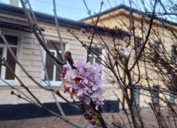 Цветущую сирень обнаружили в декабре прохожие в Ставрополе