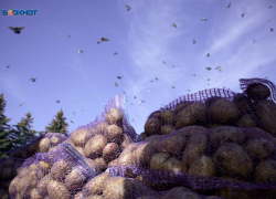 Картофель почти за 110 рублей обнаружили аналитики на Ставрополье