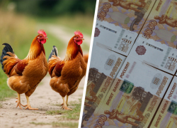 Верните деньги! Почти 92,5 миллиона требует ставропольская  птицефабрика с краевых властей из-за утилизации продукции 