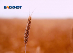 Цветущие злаки устроят ад для астматиков на Ставрополье