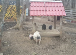 Посетители ставропольского зоопарка могут увидеть новорожденных мини-поросят