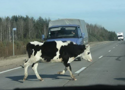 Одинокую корову сбил "Хендай-Акцент" с ослепленной дальним светом женщиной-водителем на Ставрополье