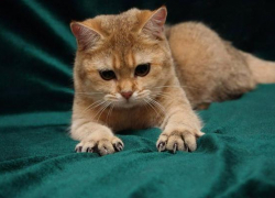 Ночью жительницу Ставрополя ранил кот