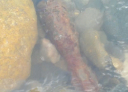 Снаряд времен Великой Отечественной всплыл в  Невинномысске 