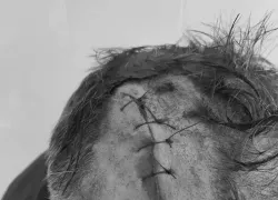 Огромной рваной раной головы закончился уличный конфликт ставропольца с оппонентами