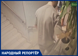 Верните пальму: компания ставропольцев похитила комнатное растение в дискобаре