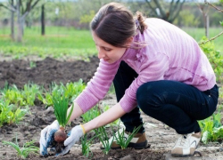 Почти 400 миллионов рублей пойдет на закладку садов в Ставропольском крае 